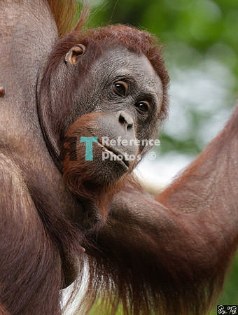 Orangutan