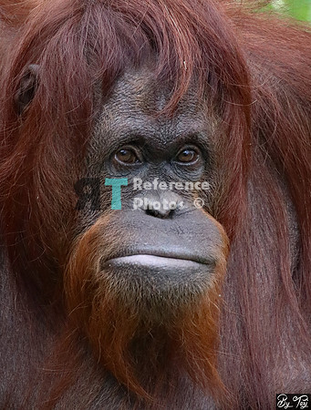 Orangutan funny face