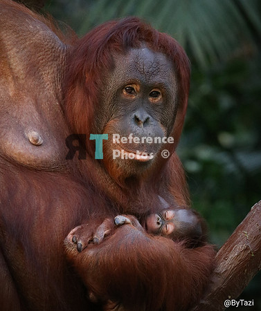 Orangutan mother and baby