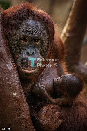 Orangutan mother nursing baby