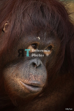 Orangutan