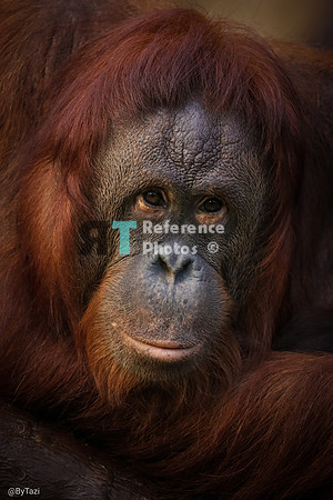 Orangutan portrait