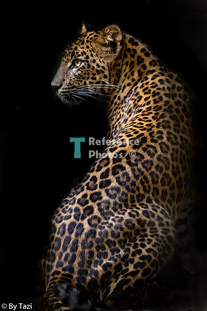 Sri lankan leopard looking over shoulder