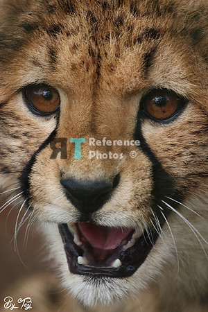 Cheetah