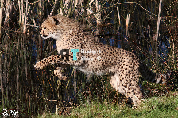 Cheetah jumping
