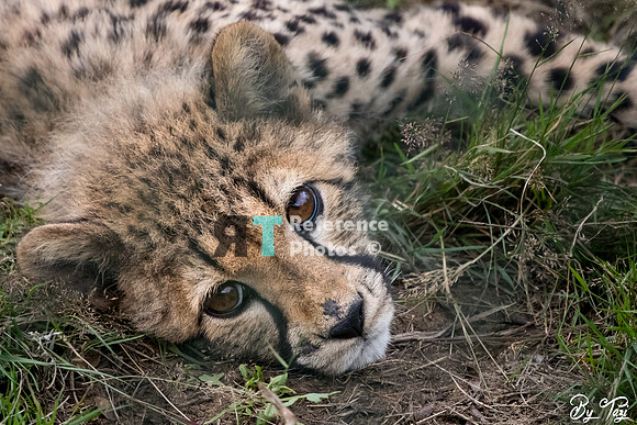 Cheetah