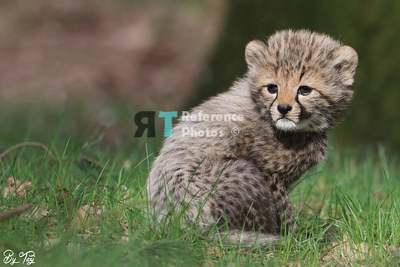 Cheetah cub