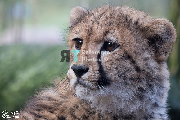 Cheetah