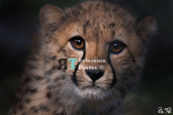 Cheetah