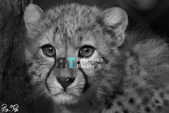 Cheetah
