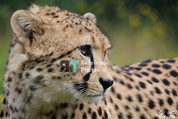 Cheetah profile