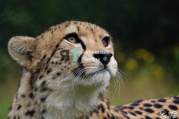 Cheetah