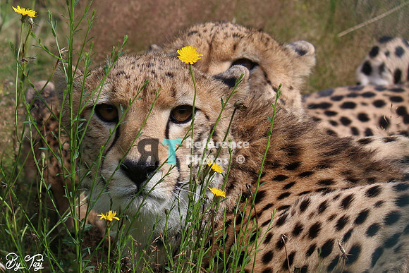 Cheetah