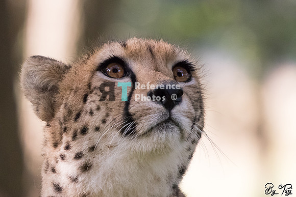 Cheetah