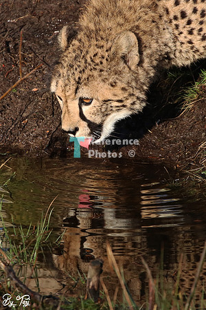 Cheetah drinking