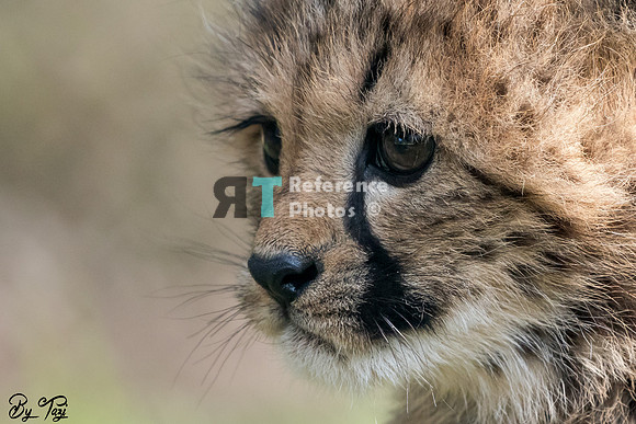 Cheetah cub