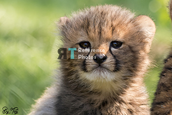Cheetah cub