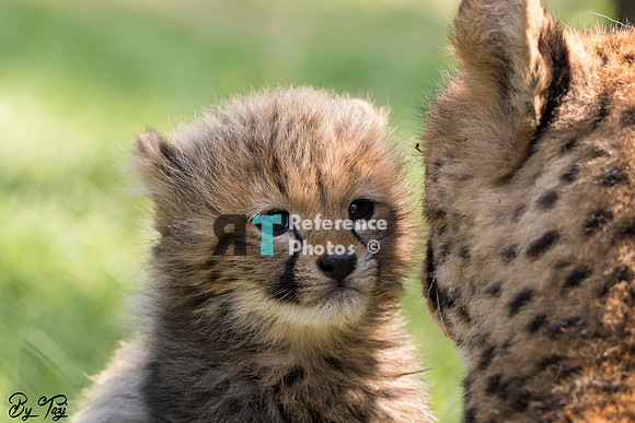 Cheetah cub