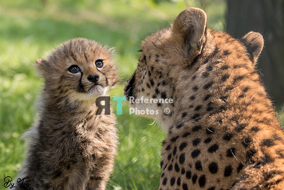 Cheetah cub