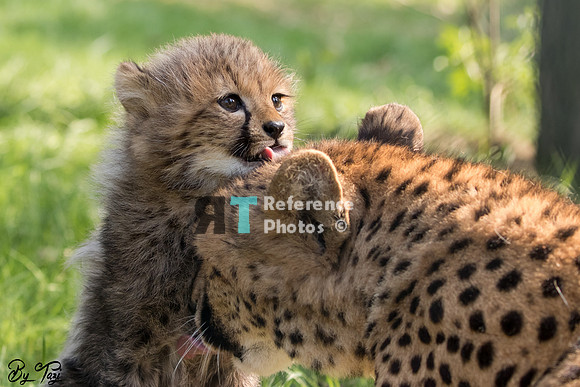 Cheetah cub