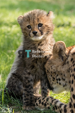 Cheetah cub