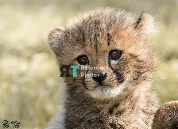 Cheetah cub