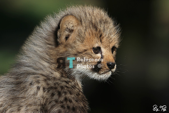 Cheetah cub