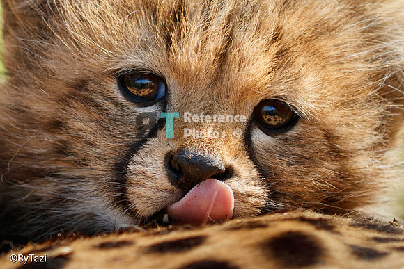 Cheetah cub (cropped)