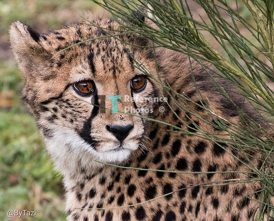 Cheetah