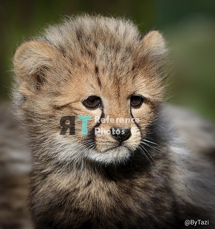 Cheetah cub