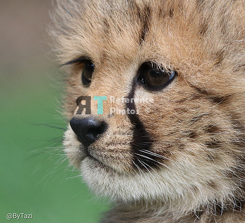 Cheetah cub