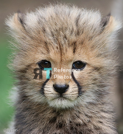 Cheetah cub