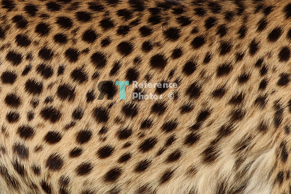 Cheetah