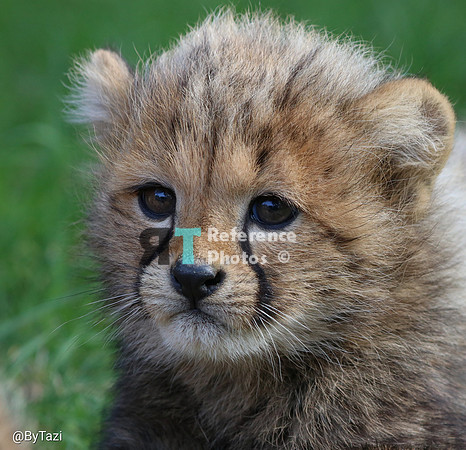 Cheetah cub