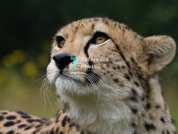 Cheetah