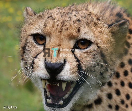 Cheetah