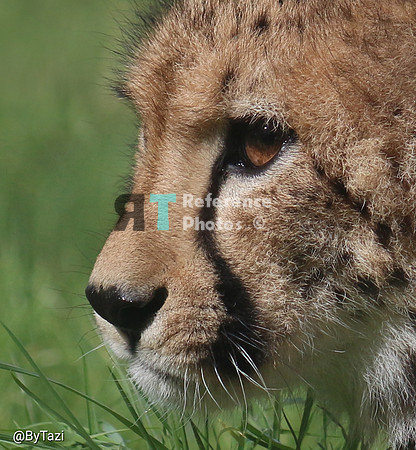 Cheetah