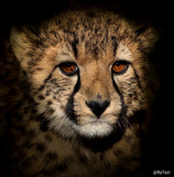 Cheetah