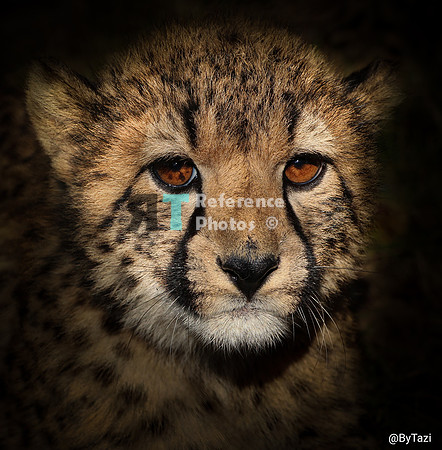 Cheetah