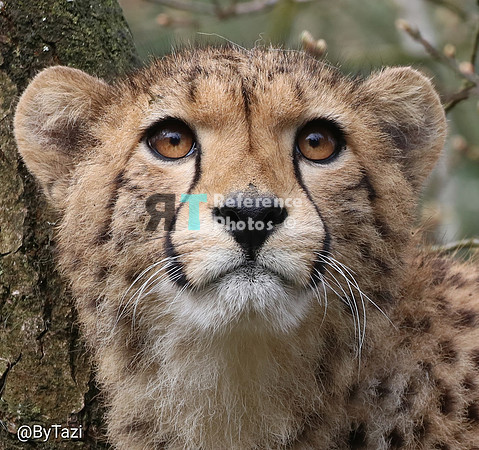 Cheetah