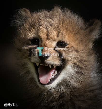 Cheetah cub hissing