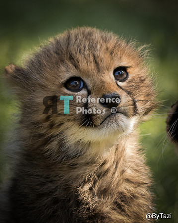 Cheetah cub