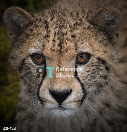 Cheetah