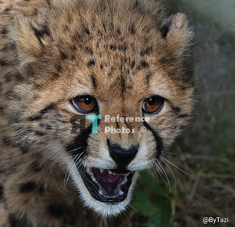 Cheetah hissing