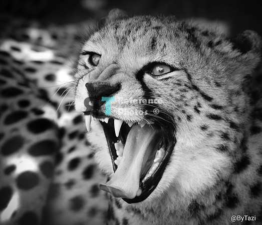 Cheetah yawning