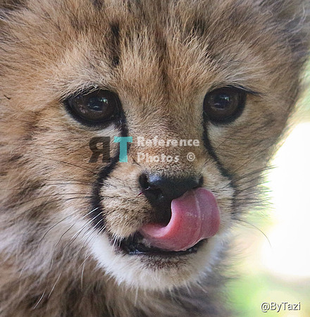 Cheetah cub tongue