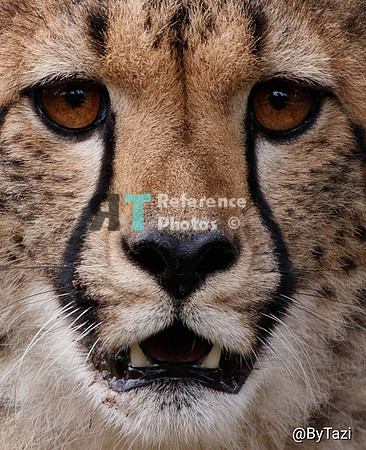 Cheetah