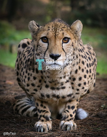 Cheetah