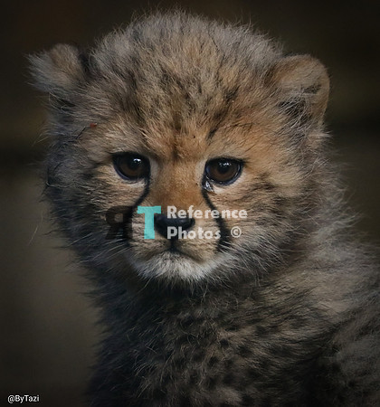 Cheetah cub