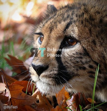 Cheetah